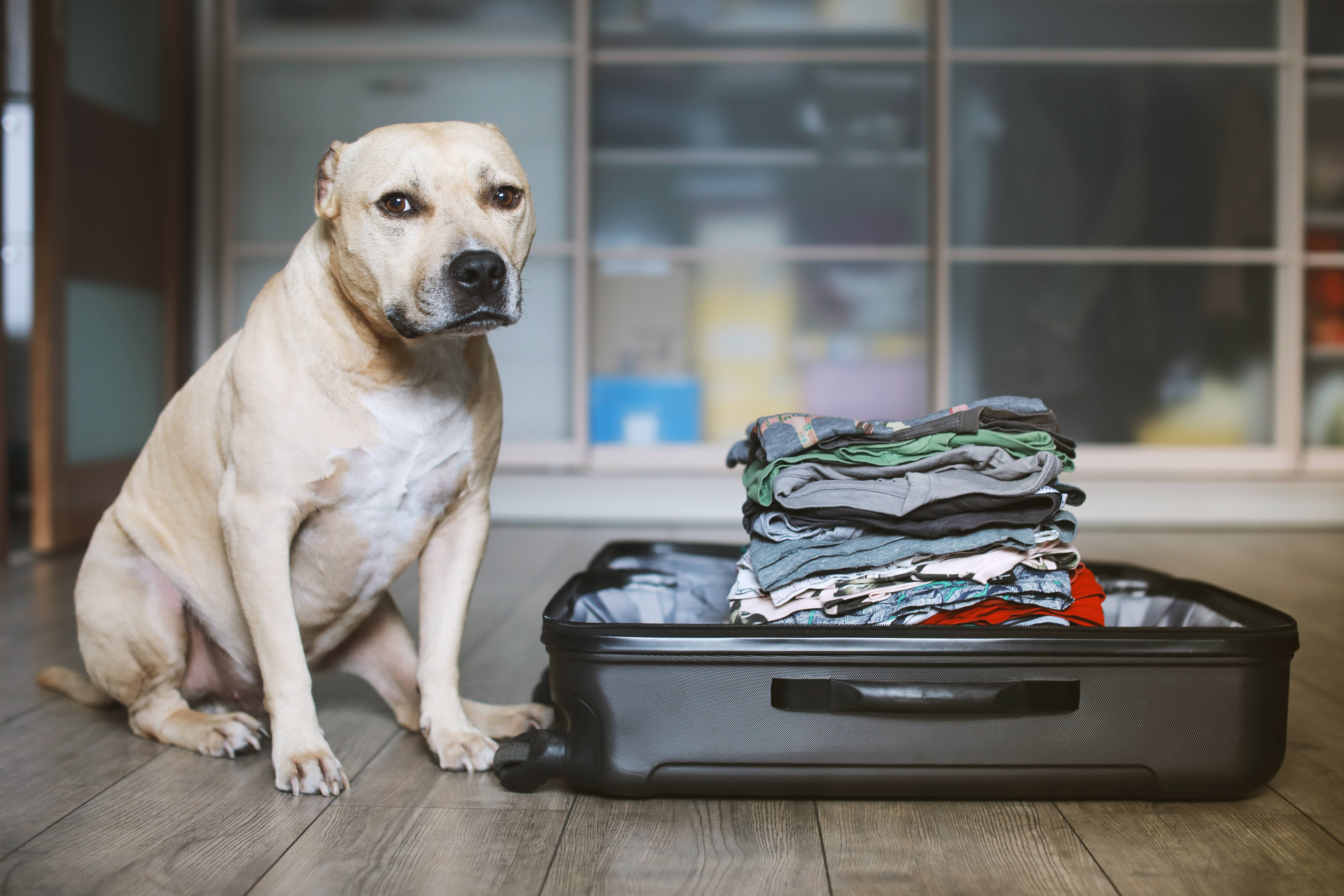 A photo of an American Staffordshire terrier dog sitting near a suitcase full of clothes.