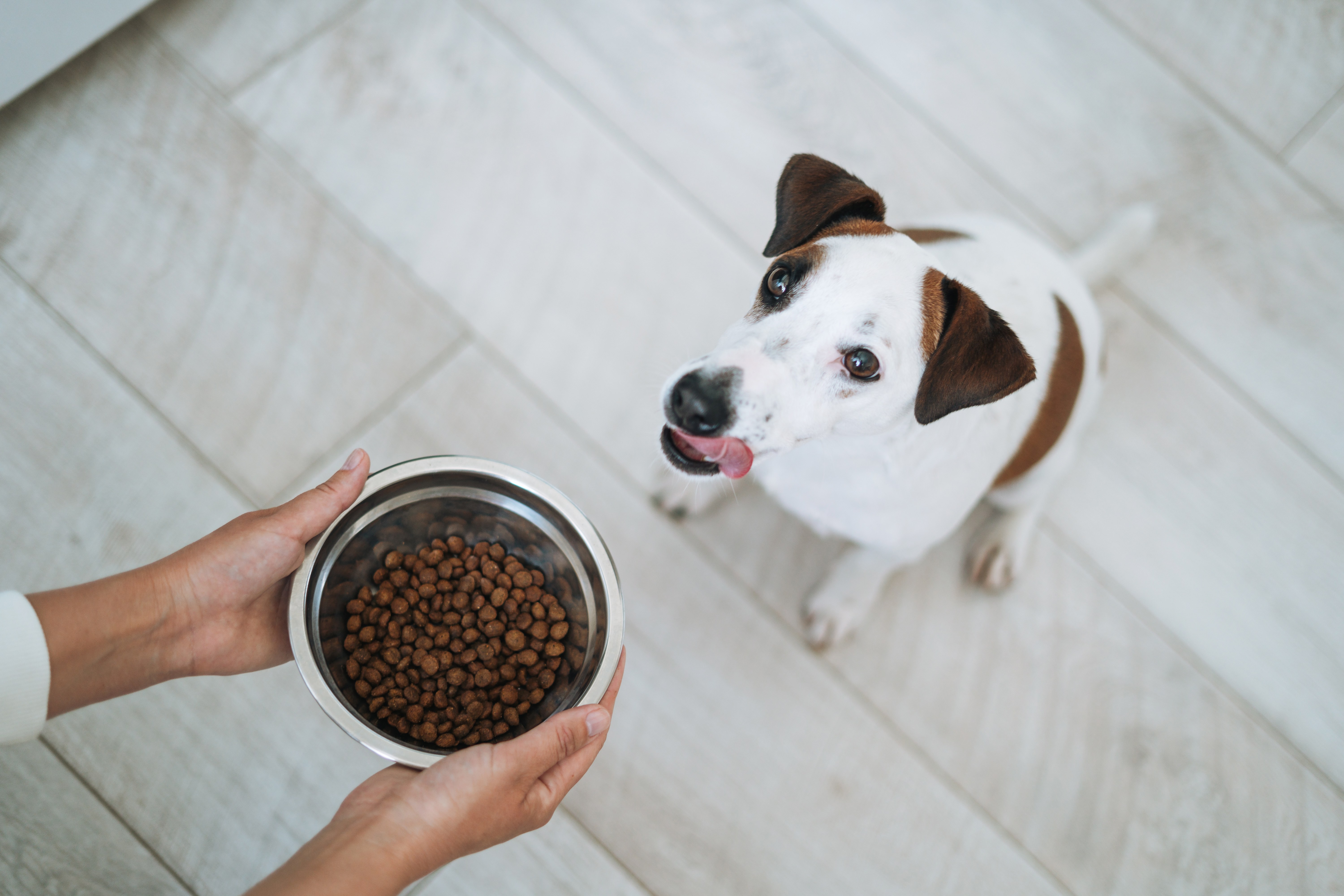 A photo of a Jack Russell terrier dog waiting to be fed, with hands holding a bowl of dog food above the dog.