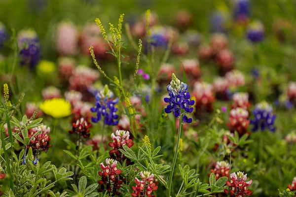 Maroon and purple bluebonnet flowers