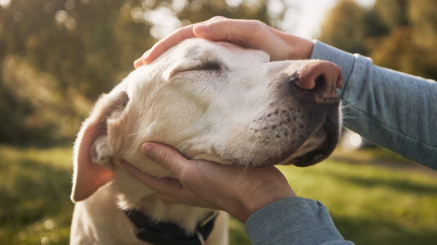 A photo of a man's hands petting a dog's head.