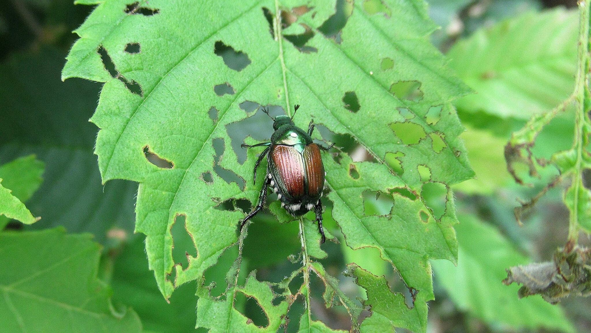 an insect destroying a leaf