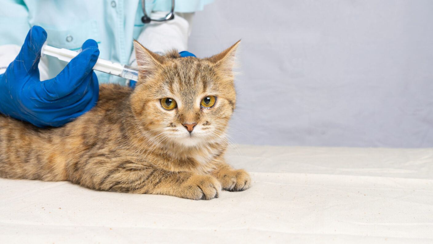 a cat getting a shot