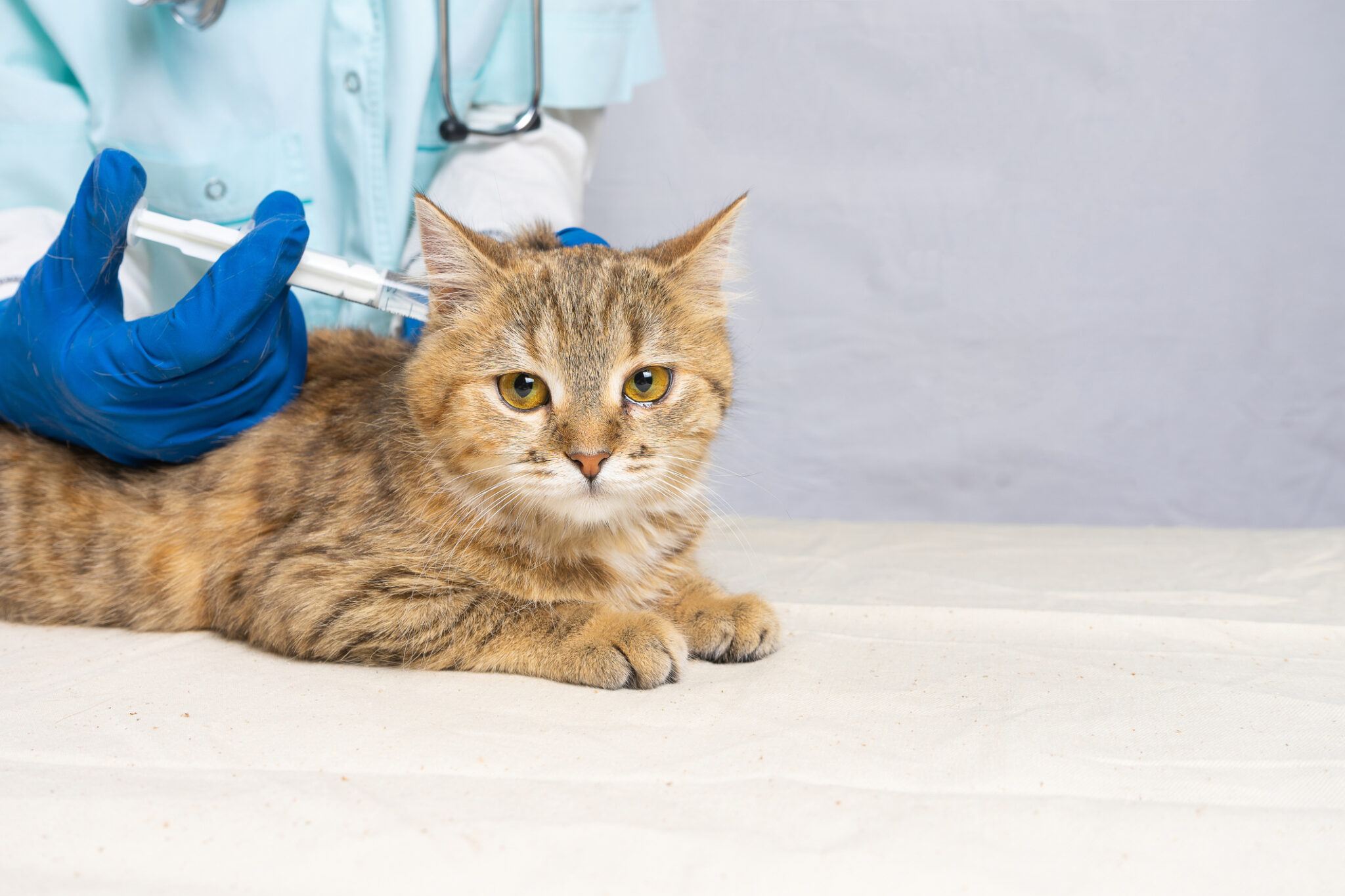 a cat getting a shot