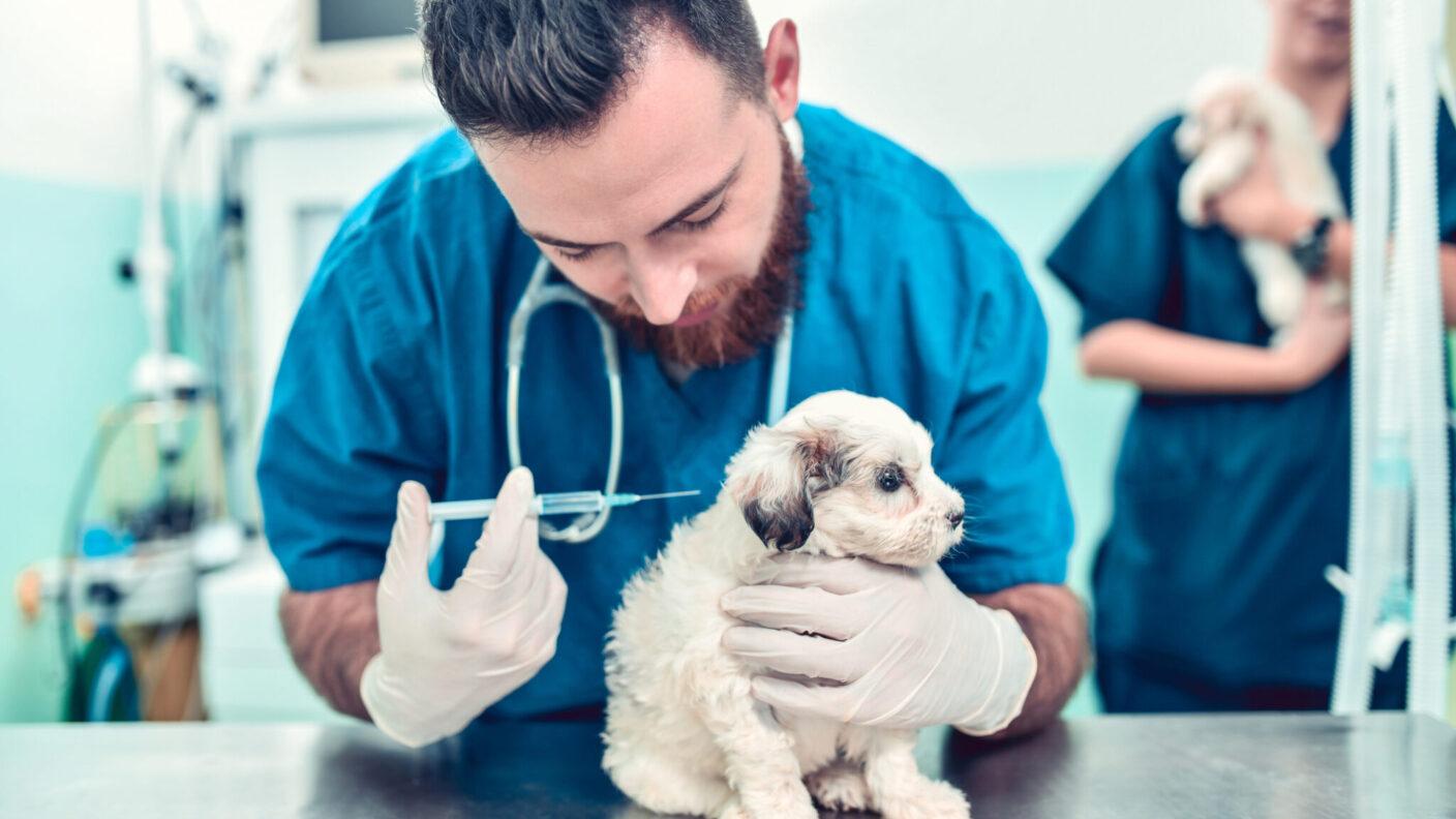a vet giving a puppy a shot