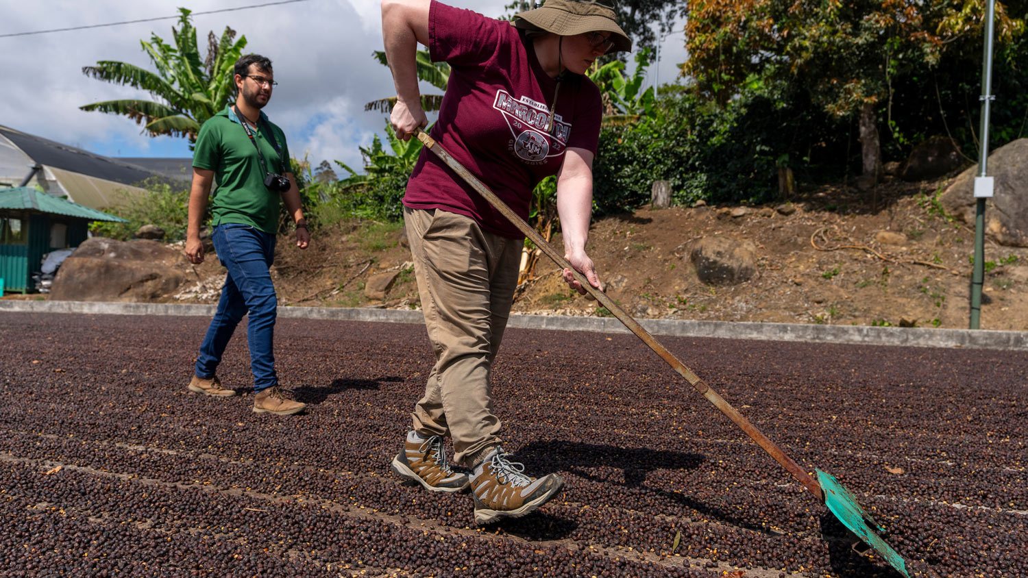 Texas A&M student in Costa Rica spreading coffee fruit into large rows on the ground
