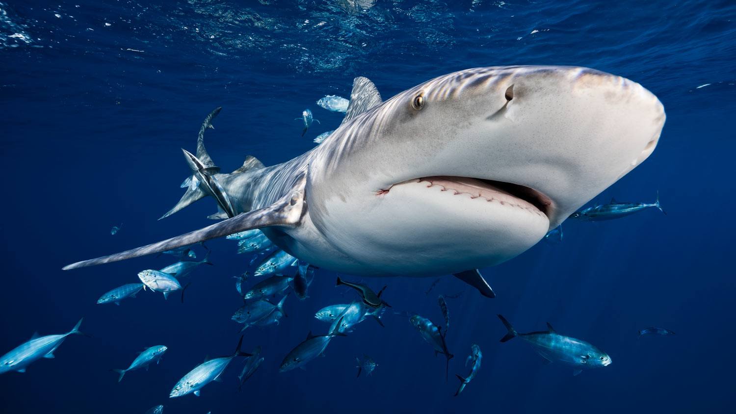 Bull shark and fish swimming in the ocean