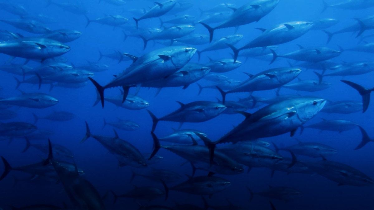 school of fish swimming in dark ocean waters