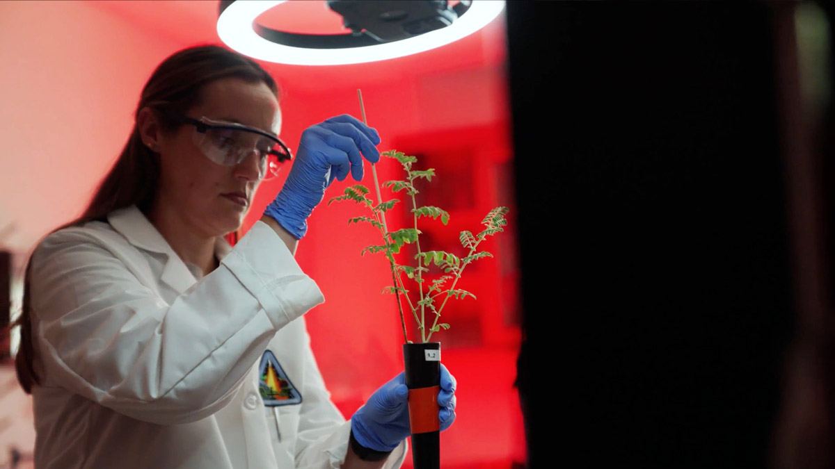 Scientist measuring the growth of a chickpea plant