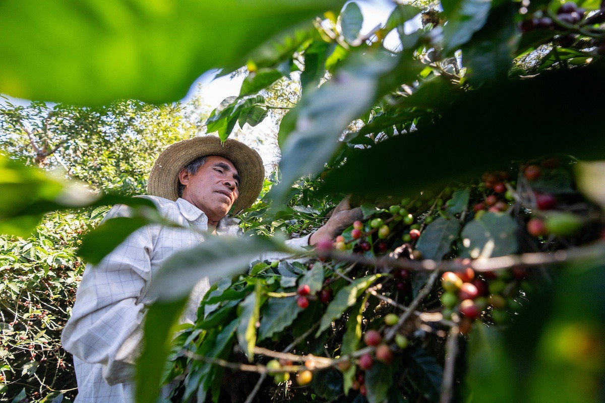 A Guatemalan farmer picking coffee fruit from a tree