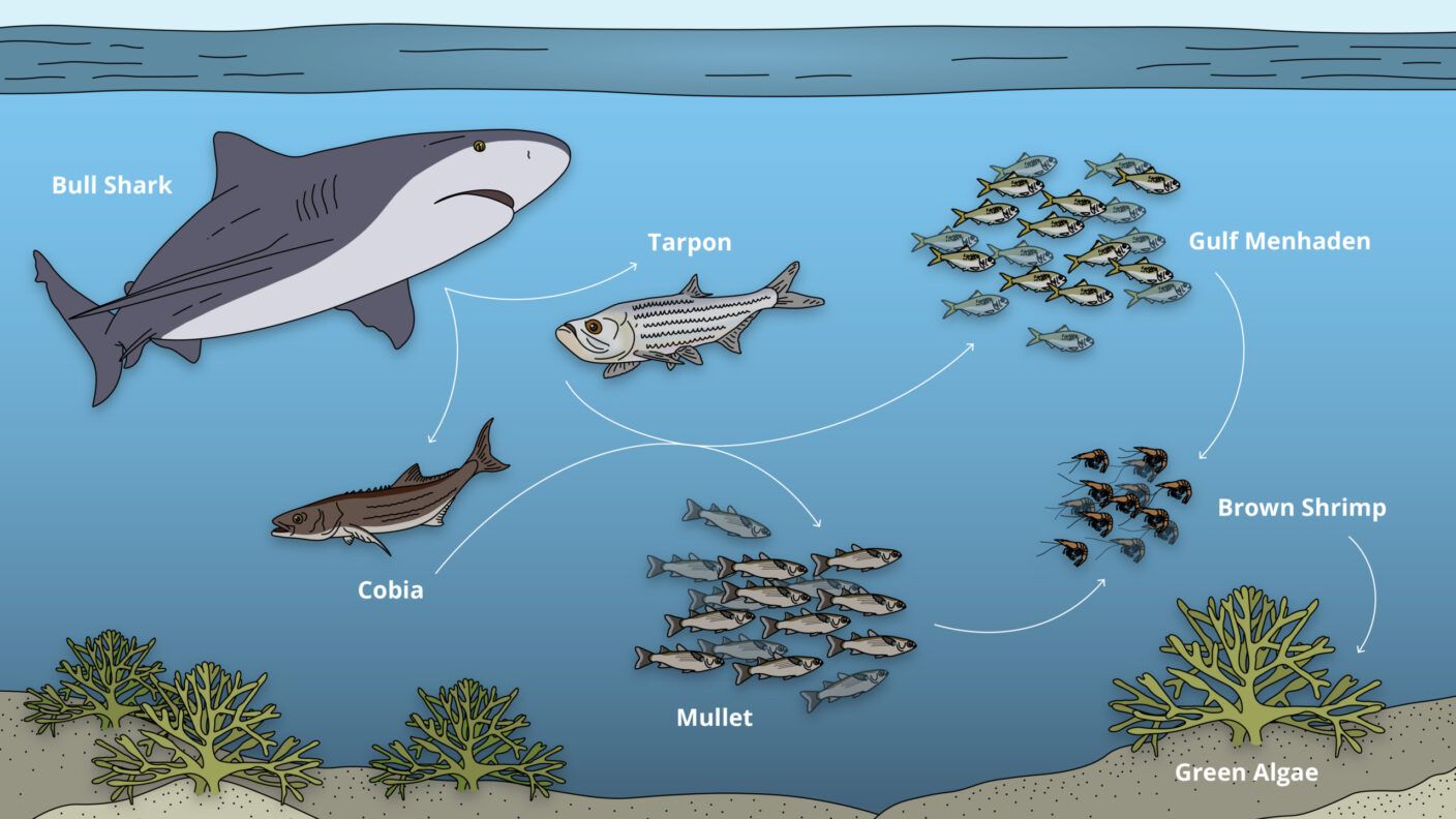 Food web showing how predatory fish like bull sharks and tarpon eat smaller fish like mullet, who eat brown shrimp who eat green algae.