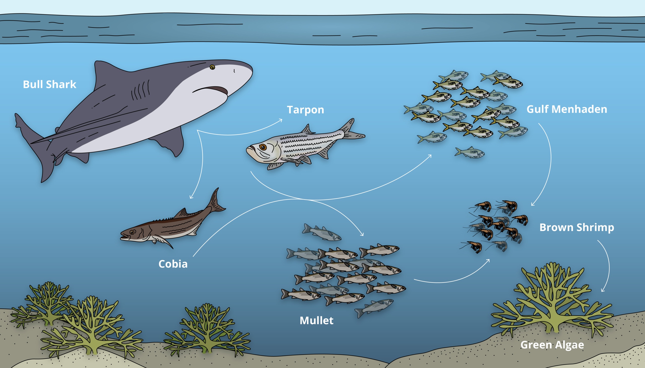 Food web showing how predatory fish like bull sharks and tarpon eat smaller fish like mullet, who eat brown shrimp who eat green algae.