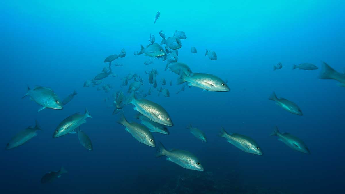 school of highly migratory fish