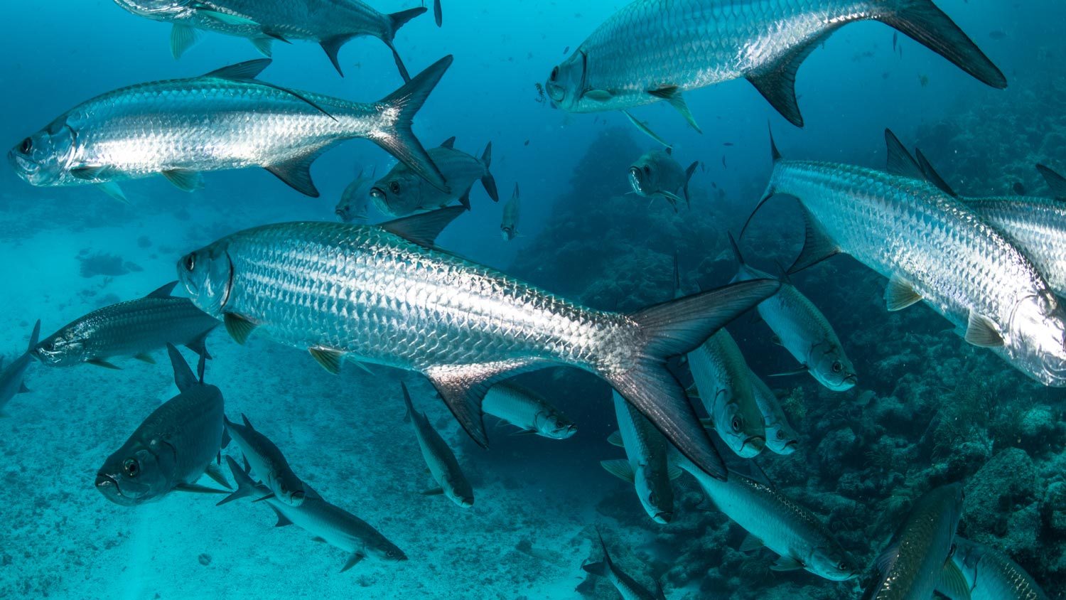 school of migratory fish