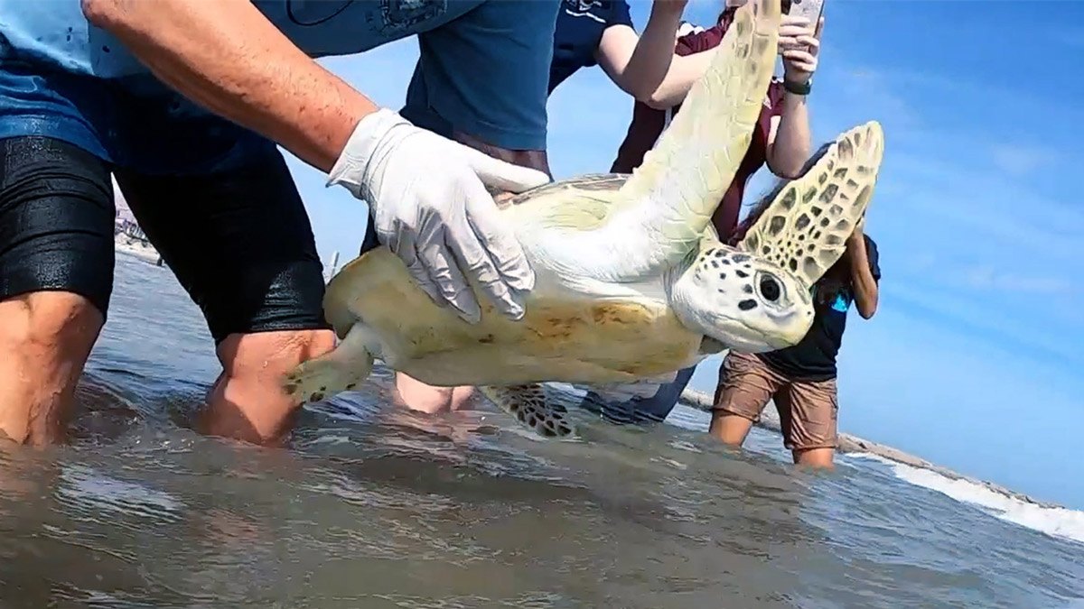 Sea turtle being released into the ocean