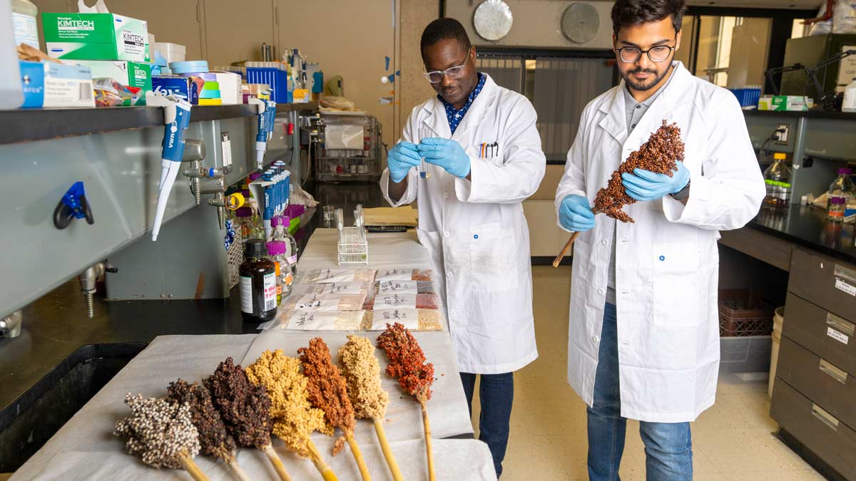 Space food researchers hold sorghum clippings in a lab