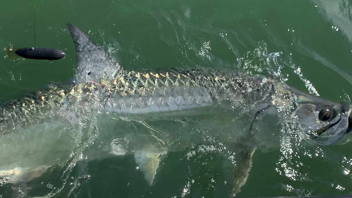 fish breaching the top of the water with a sattelite tag attached