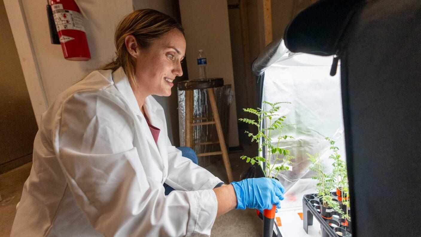 A female researcher in a lab coat picks up a chickpea plant