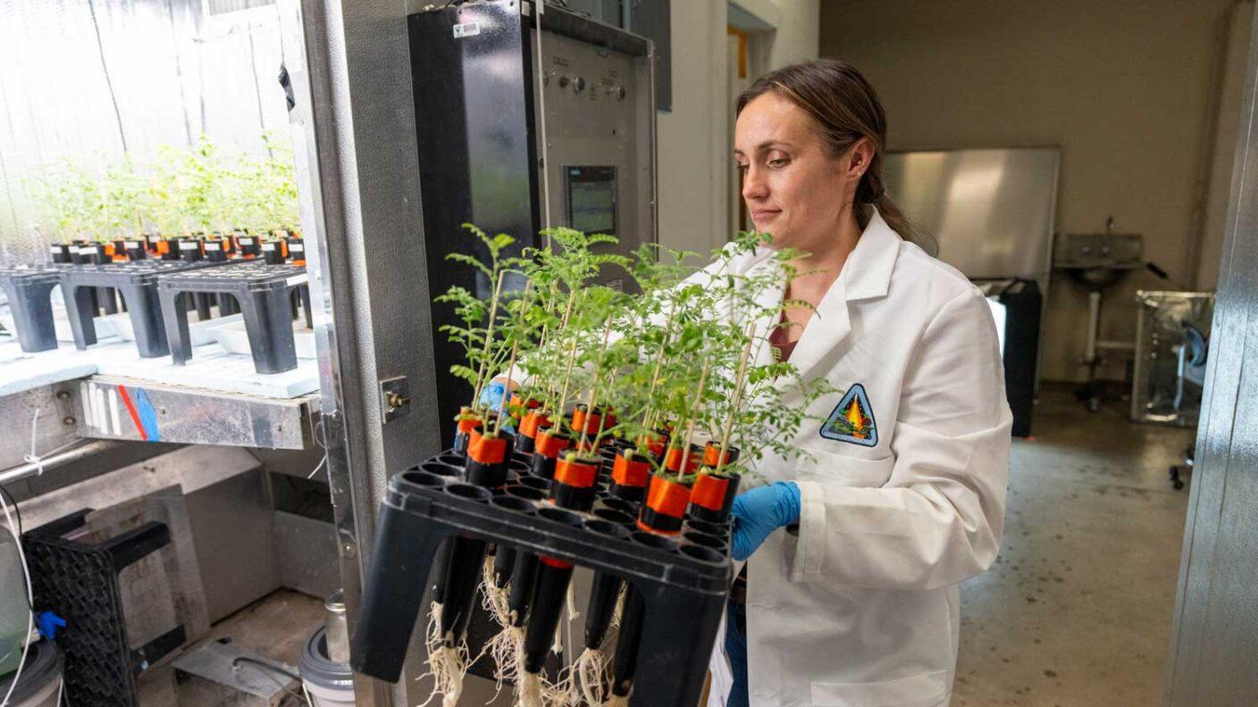A female researcher in a white lab coat carries a tray of chickpea plants
