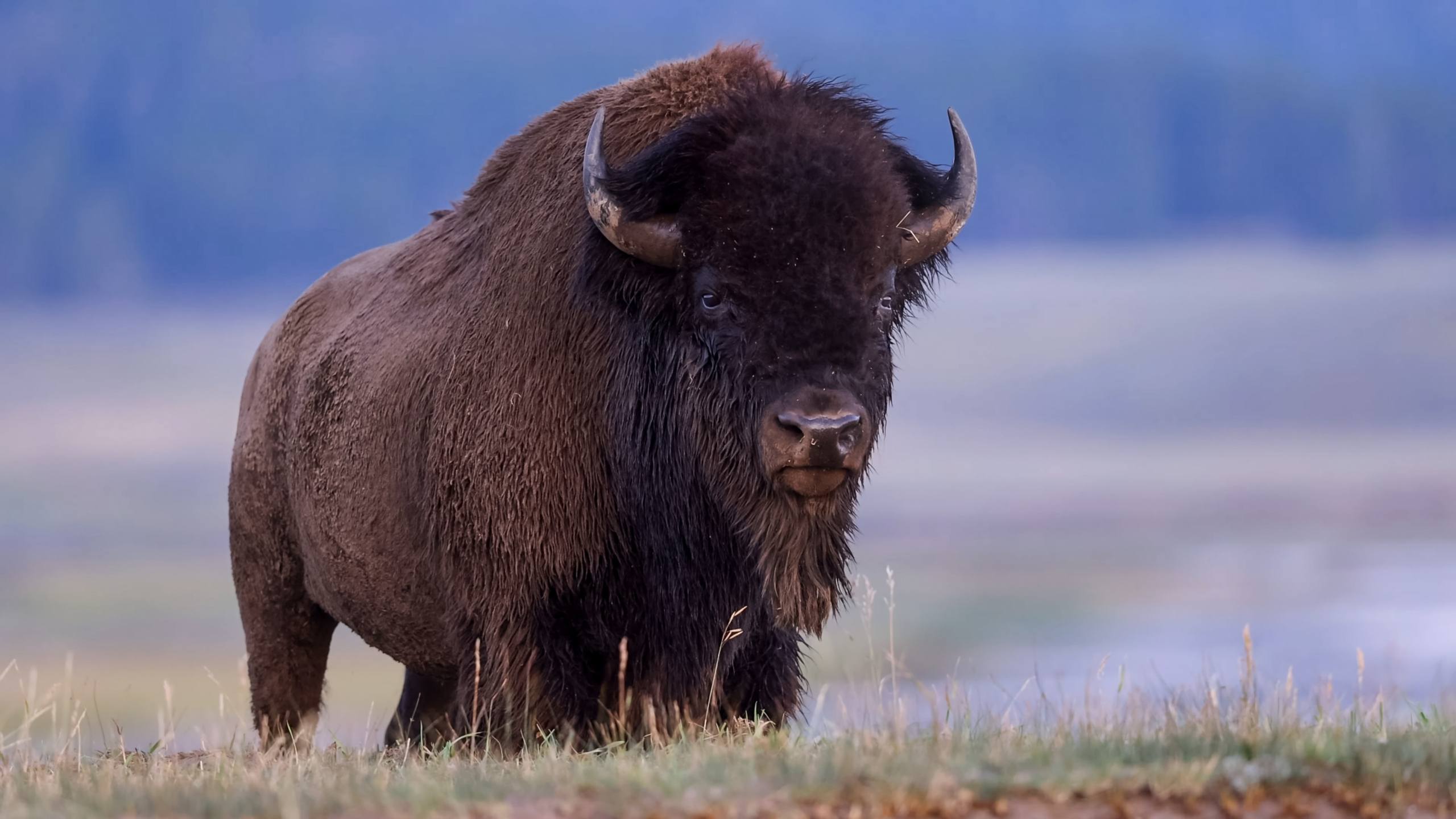 A photo of a bison in Yellowstone National Park.