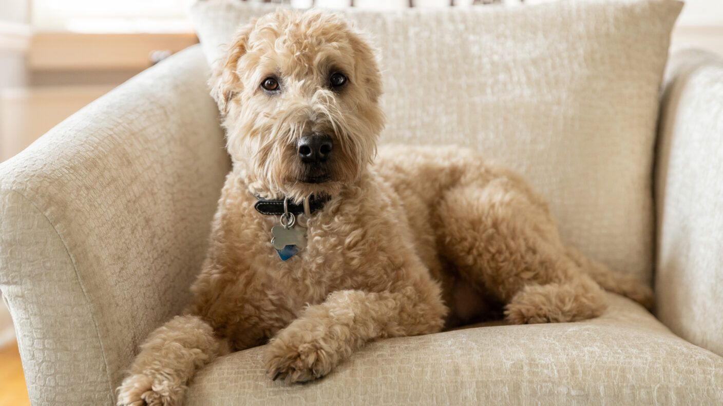 A brown, soft-coated wheaten terrier and poodle mix dog on a chair.