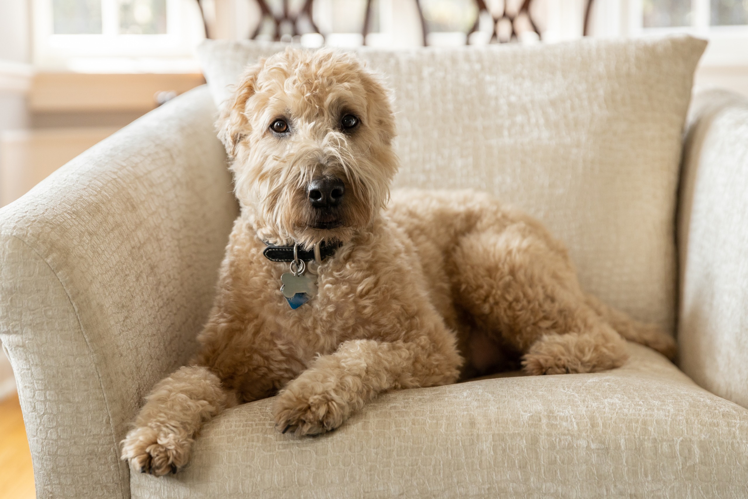 A brown, soft-coated wheaten terrier and poodle mix dog on a chair.