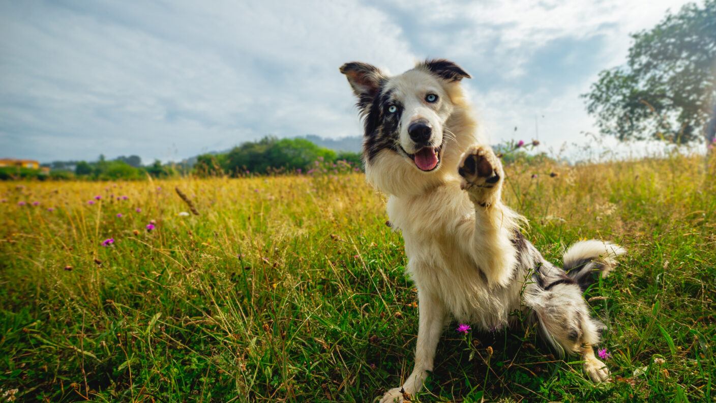 A photo of a border calling sitting in a grassy field while raising a paw.