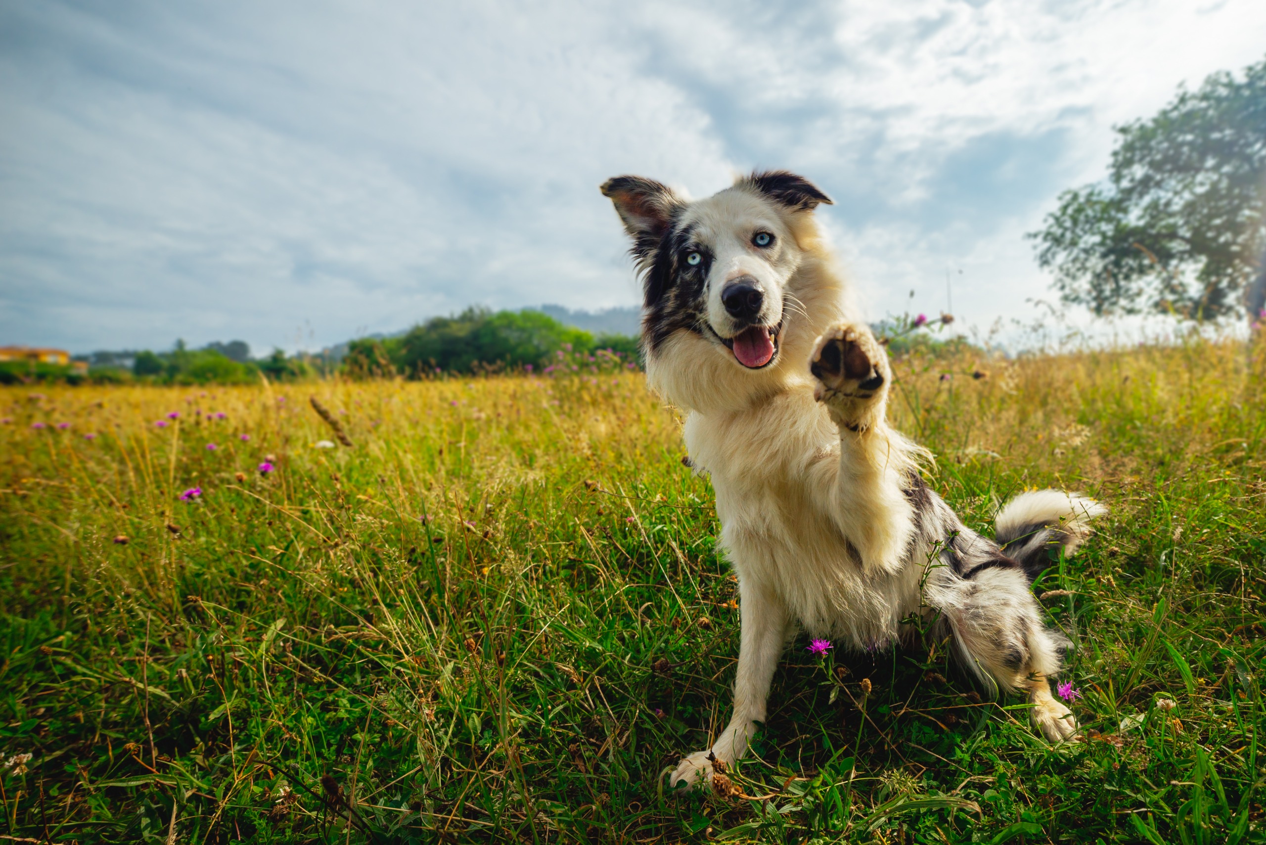 A photo of a border calling sitting in a grassy field while raising a paw.