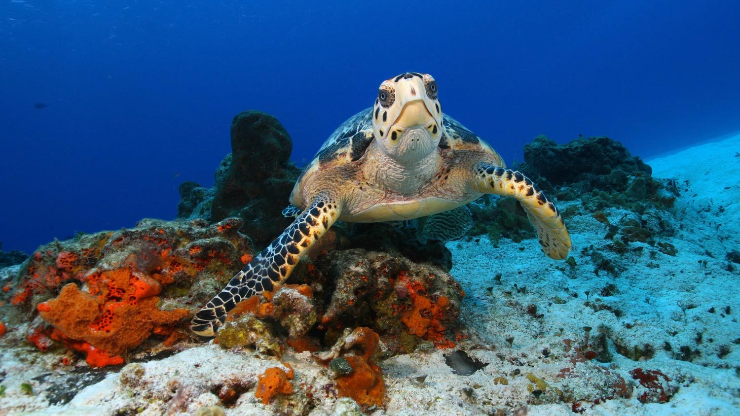 Sea turtle swimming over coral