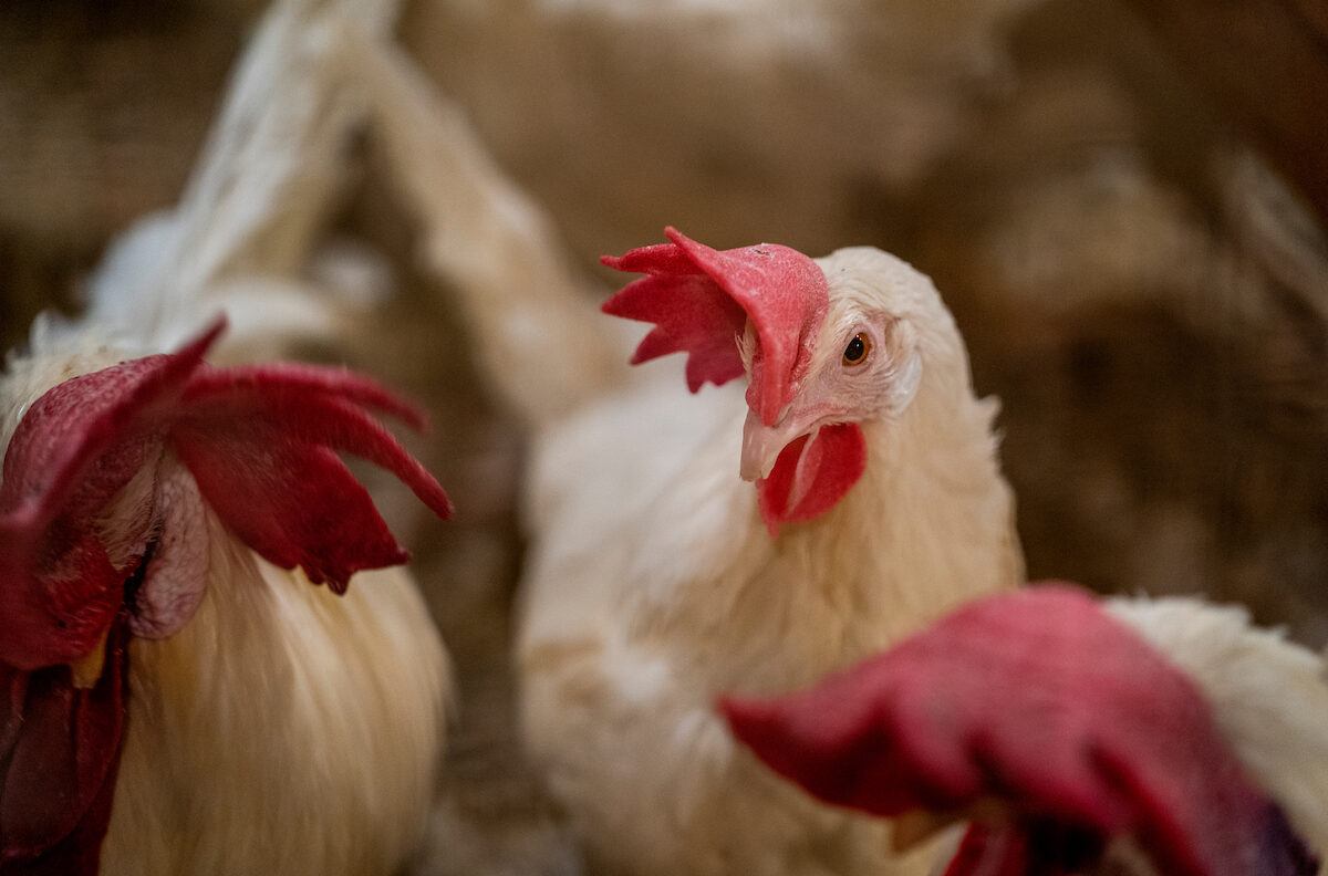A photo of a group of chickens.