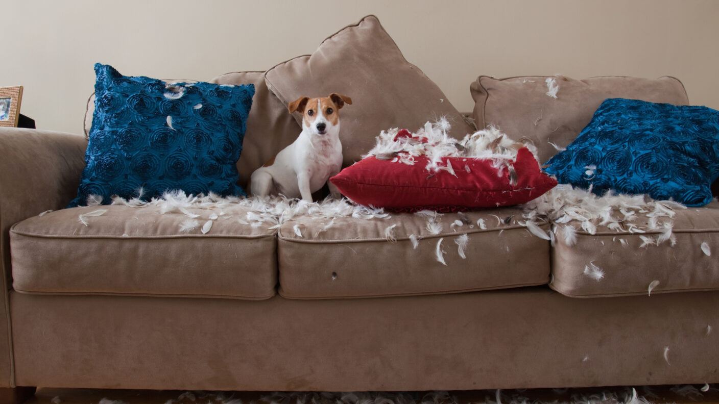 A photo of a Jack Russell terrier sitting on living room sofa with ripped up pillow.