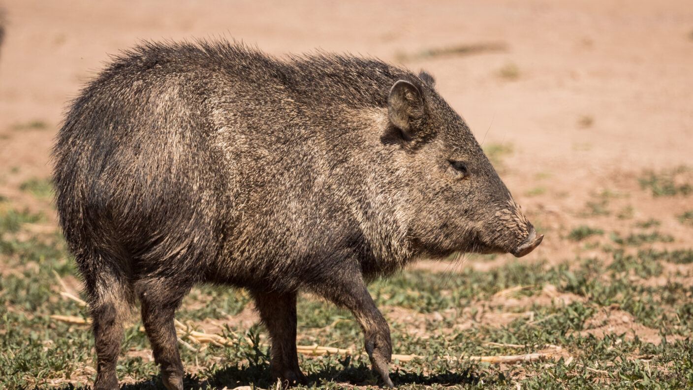 A photo of a javelina in a field at Bosque del Apache National Wildlife Reserve.