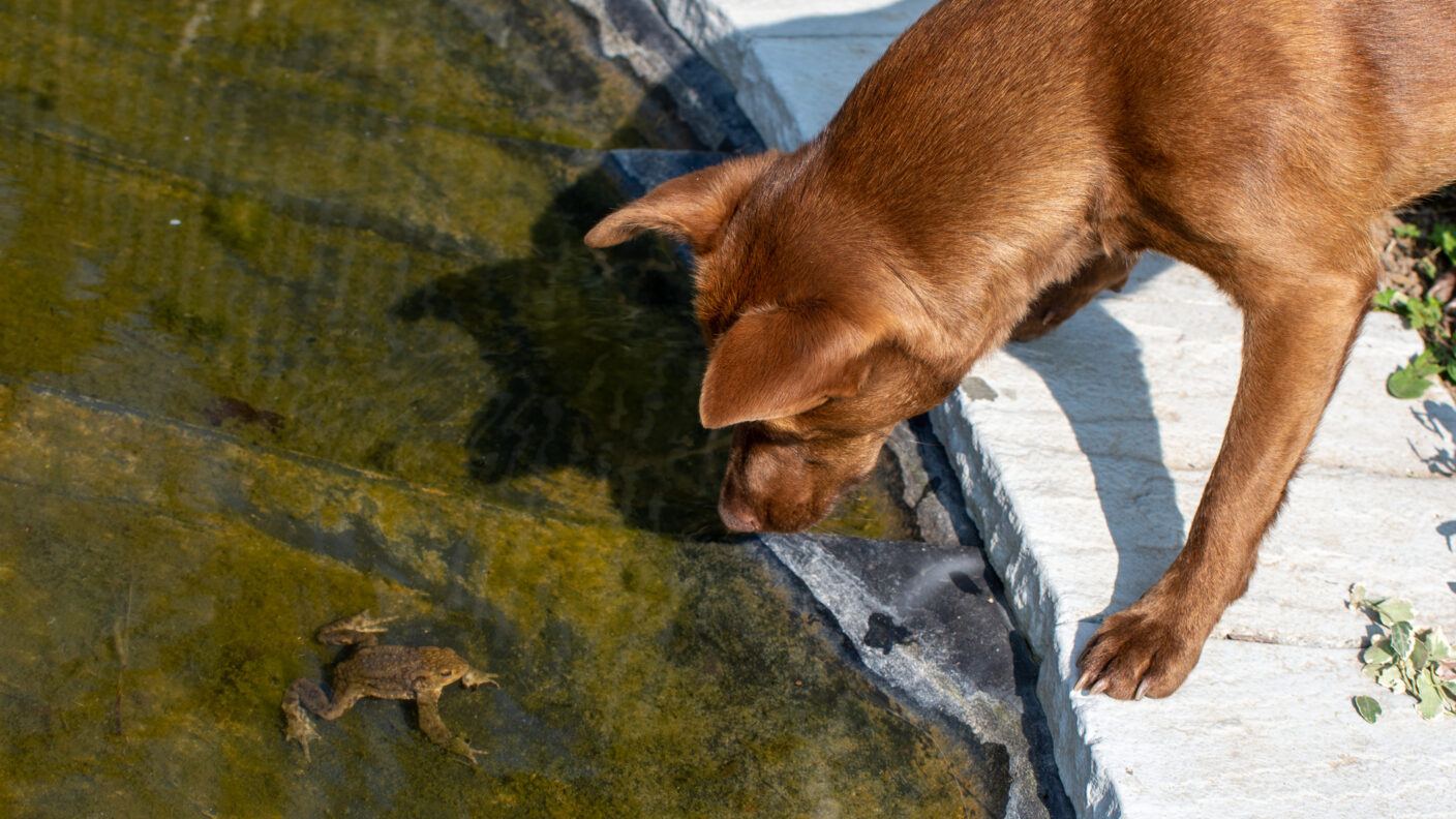 a dog looking at a toad in a pond