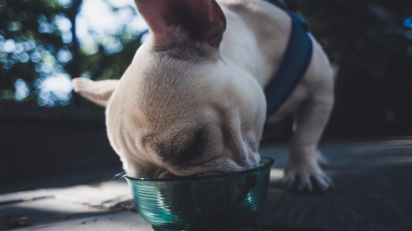 a dog eating out of a bowl outdoors