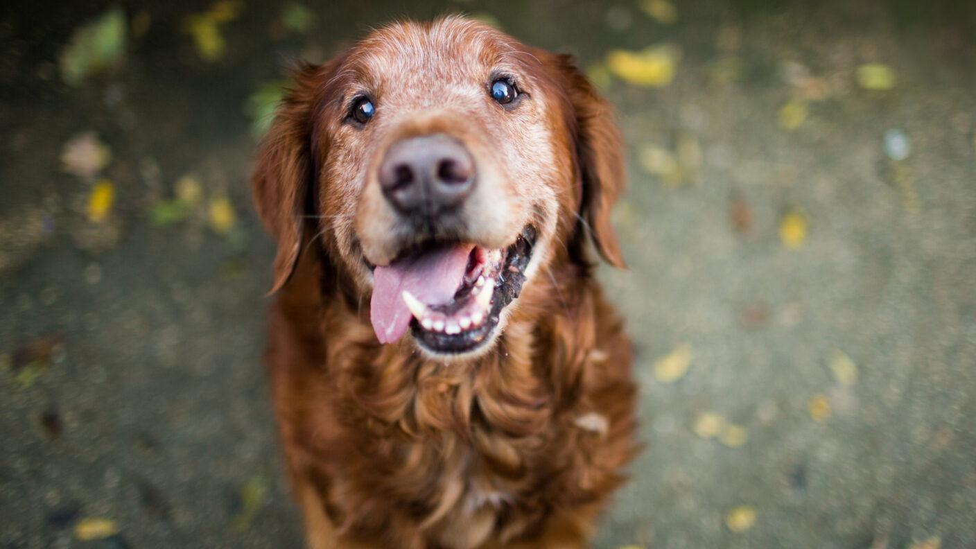 A happy senior Golden Retriever with a white face looking up with its tongue out, set against a background of fallen autumn leaves.