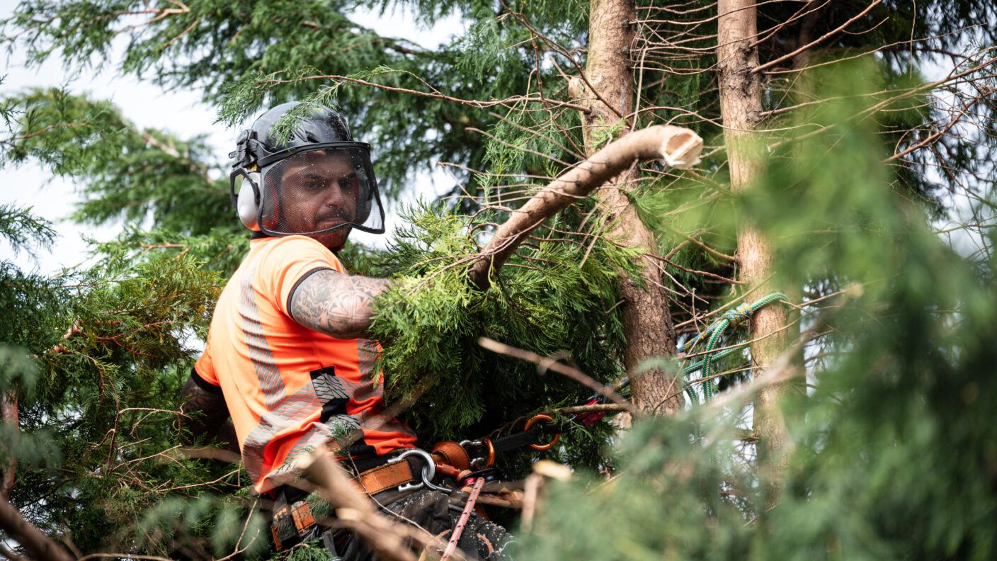 A worker wearing safety equipment cuts tree branches while hanging from a safety harness in the tree crown.