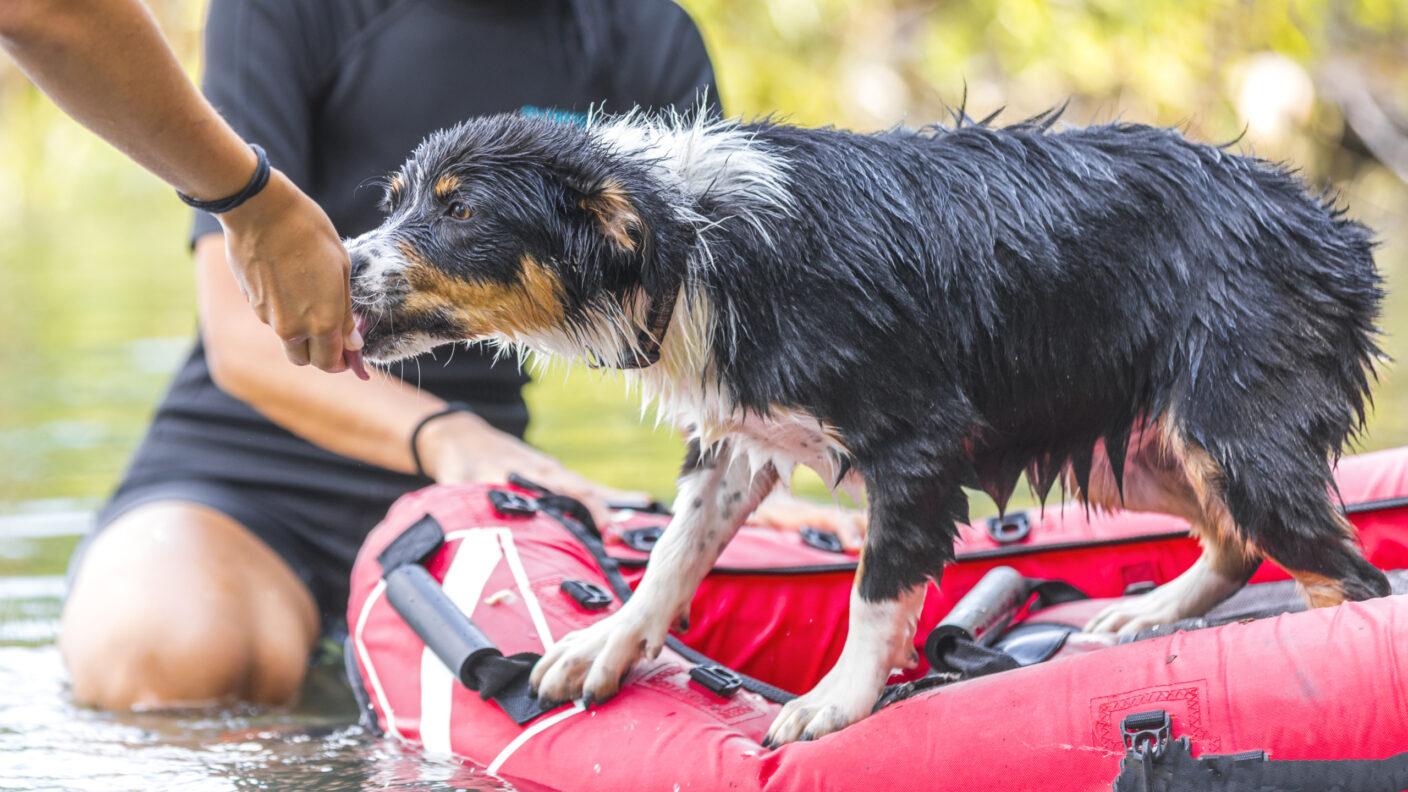 A photo of an Australian shepherd puppy on a life raft with someone handing it a treat.