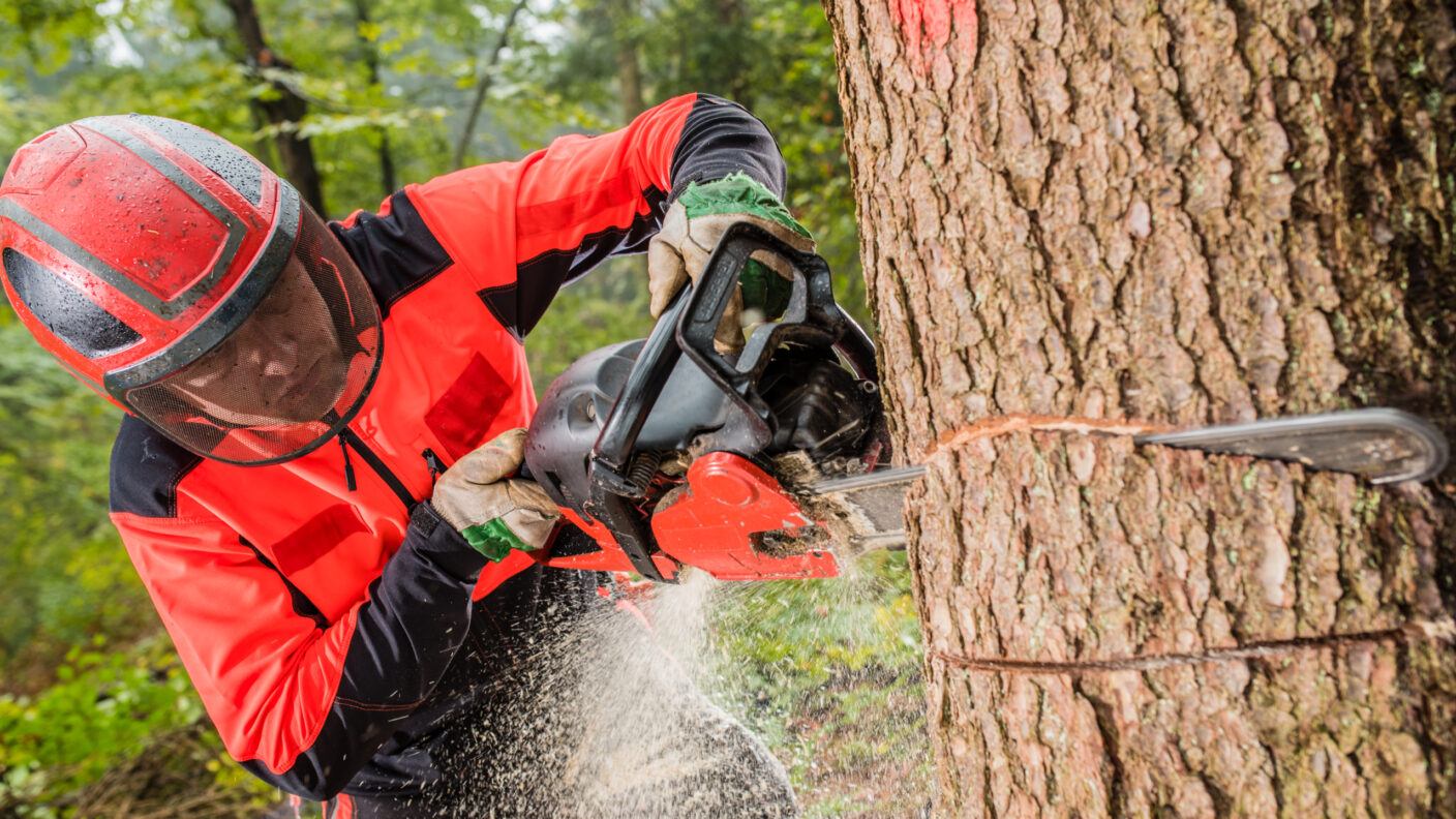 A man in protective gear cutting a tree with a chainsaw in a forest.