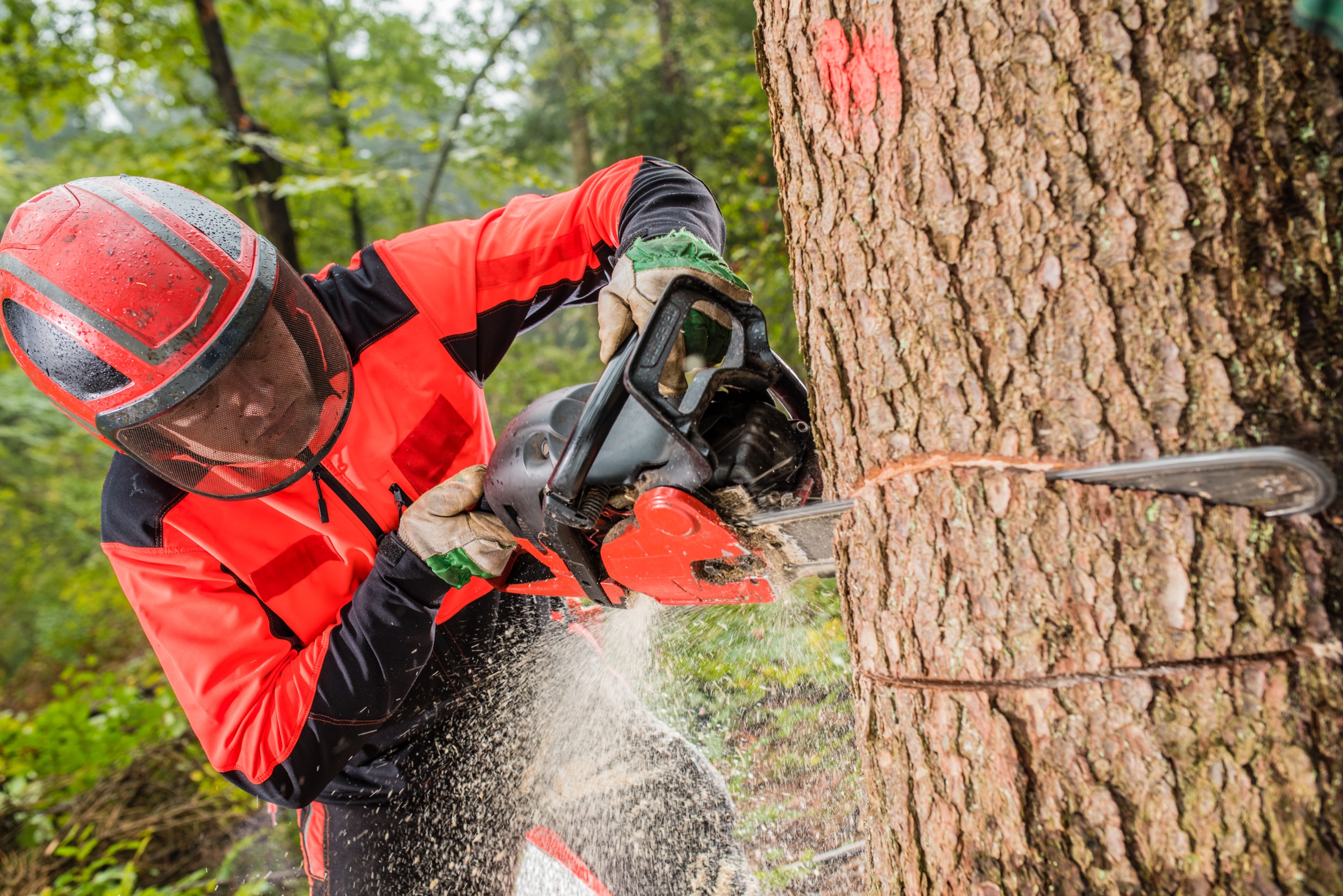 A man in protective gear cutting a tree with a chainsaw in a forest.