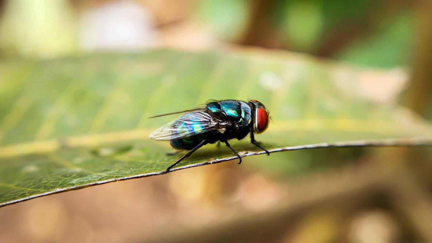 a New World screwworm on a leaf