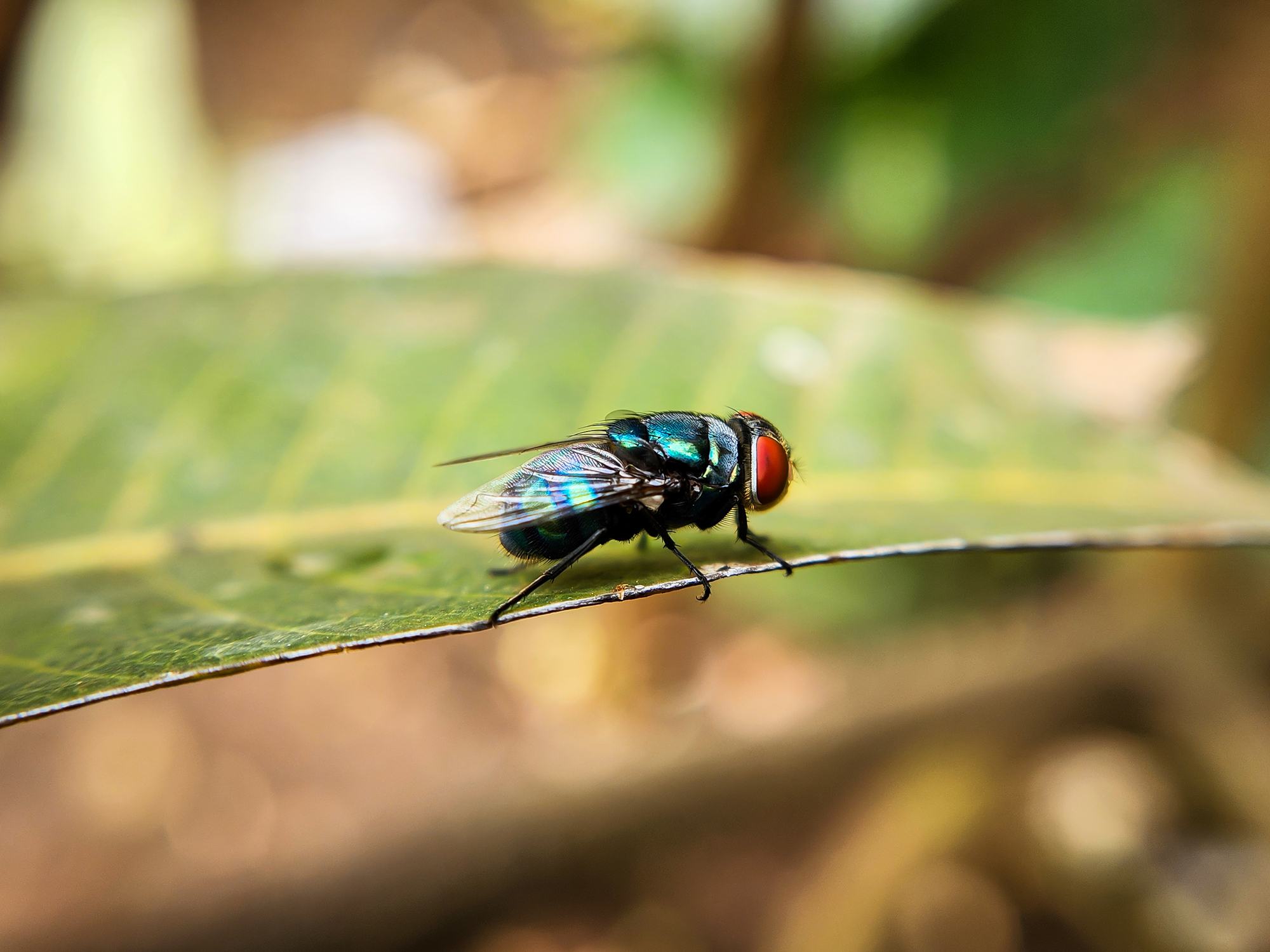 a New World screwworm on a leaf