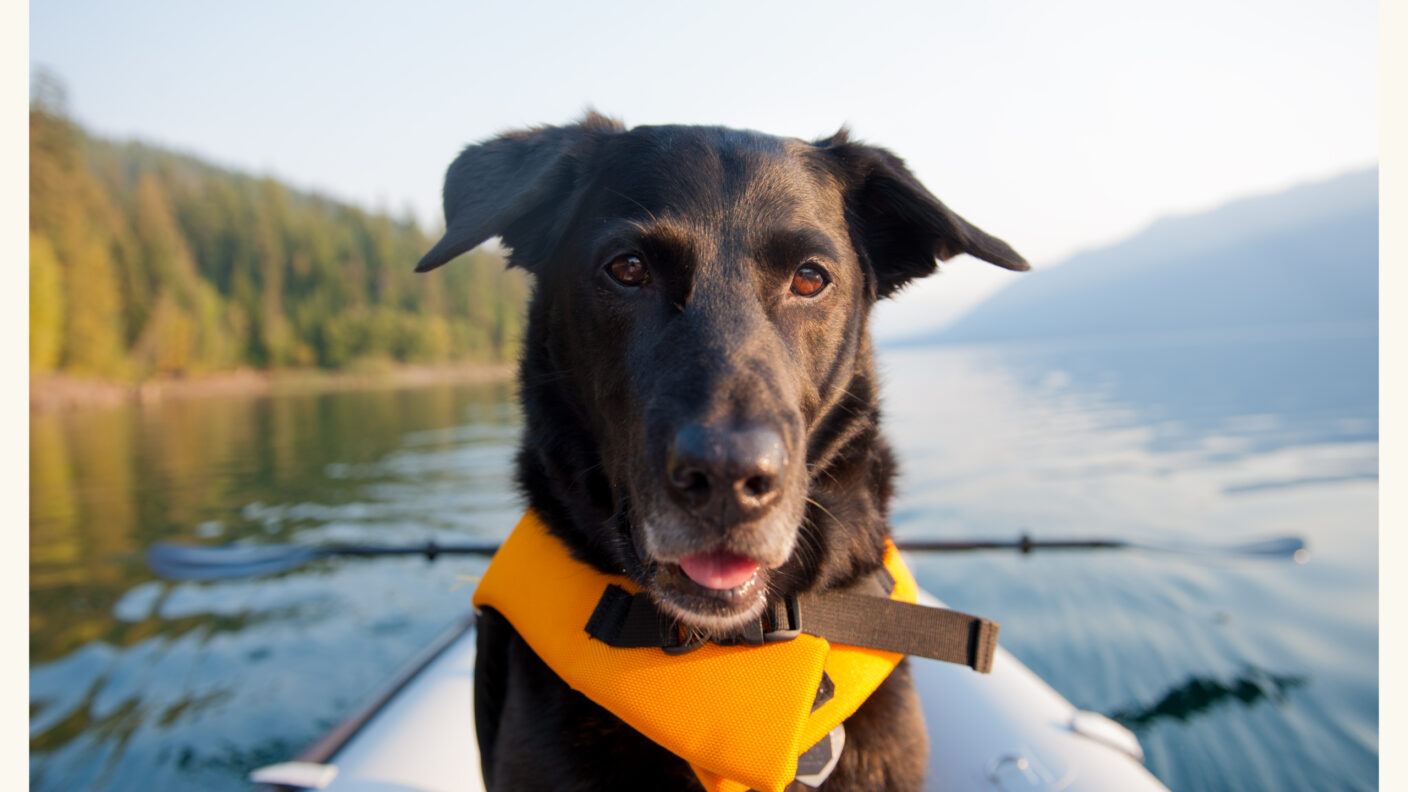 A photo of a dog wearing a life vest while sitting in kayak.