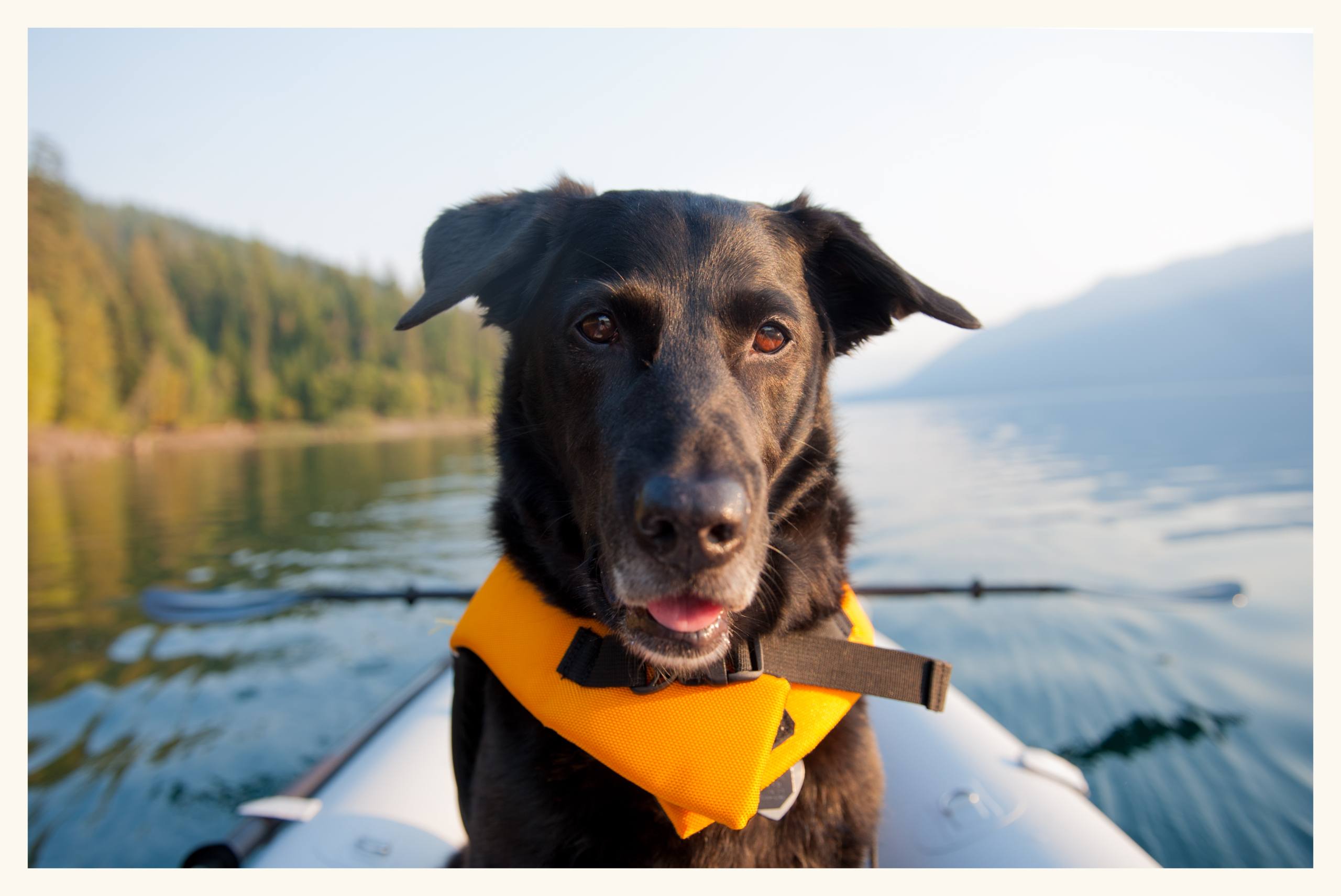 A photo of a dog wearing a life vest while sitting in kayak.