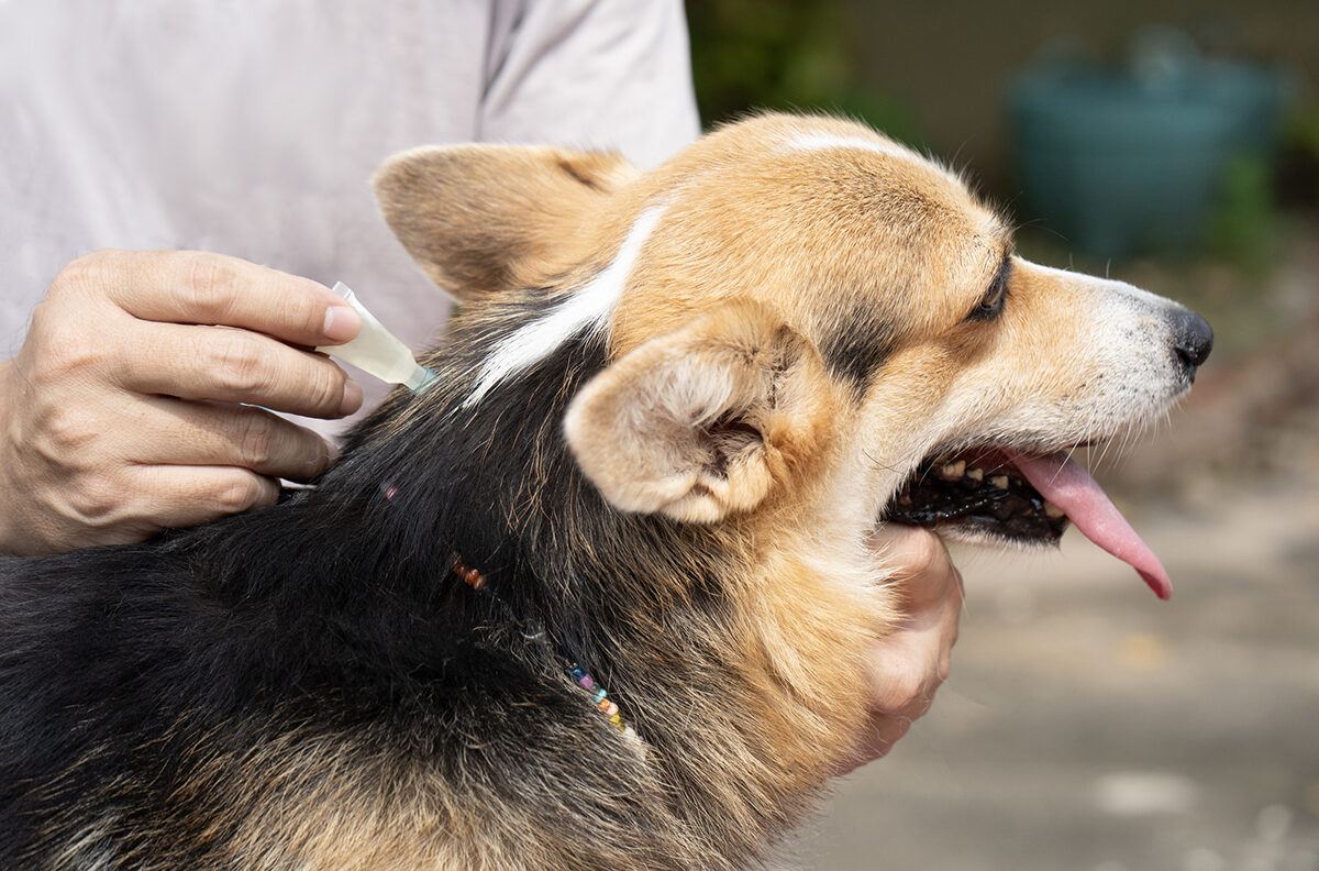 Close up of a man applying tick and flea prevention treatment to a dog
