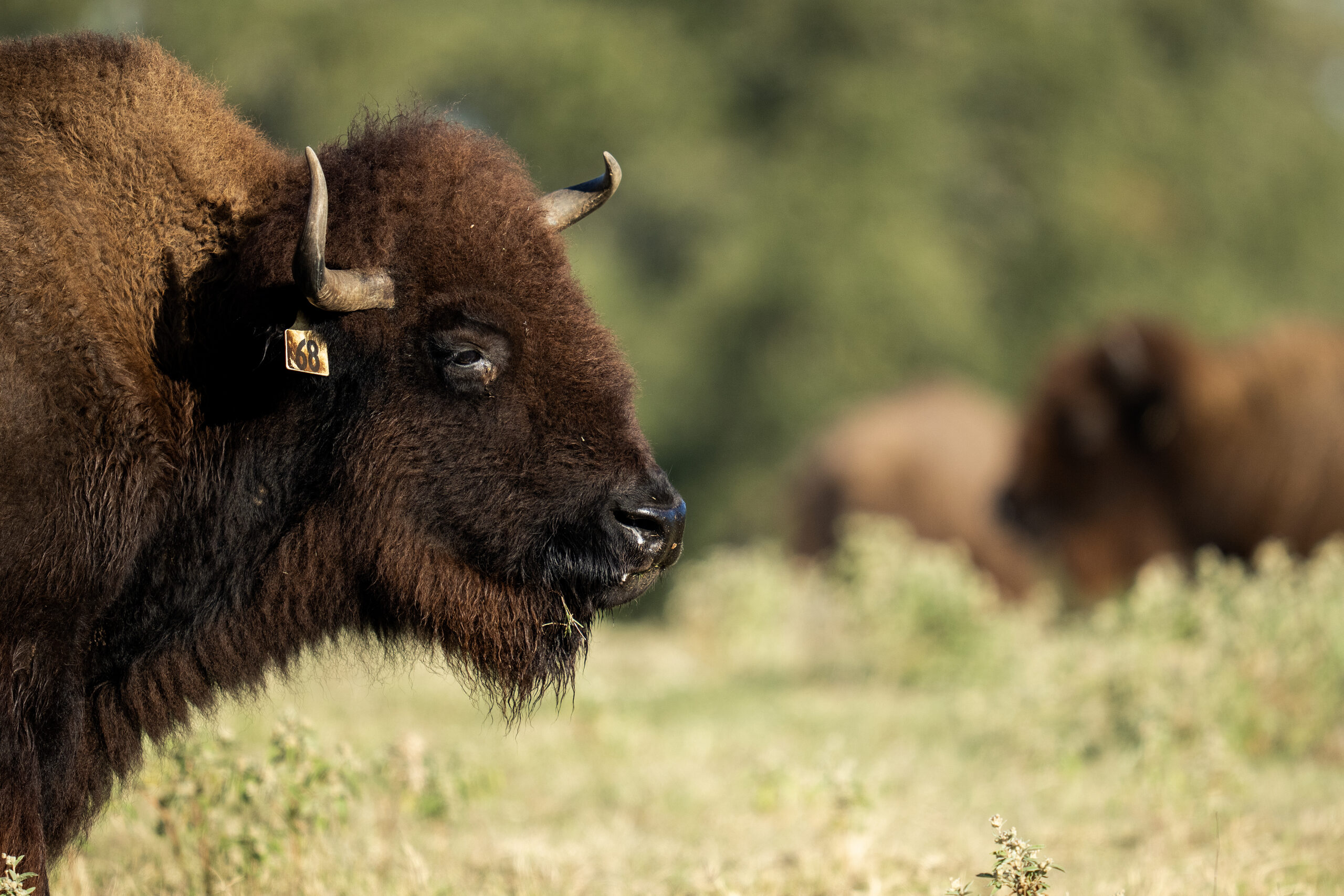 A photo of a bison with an ear tag on a ranch in Brazos County, Texas.