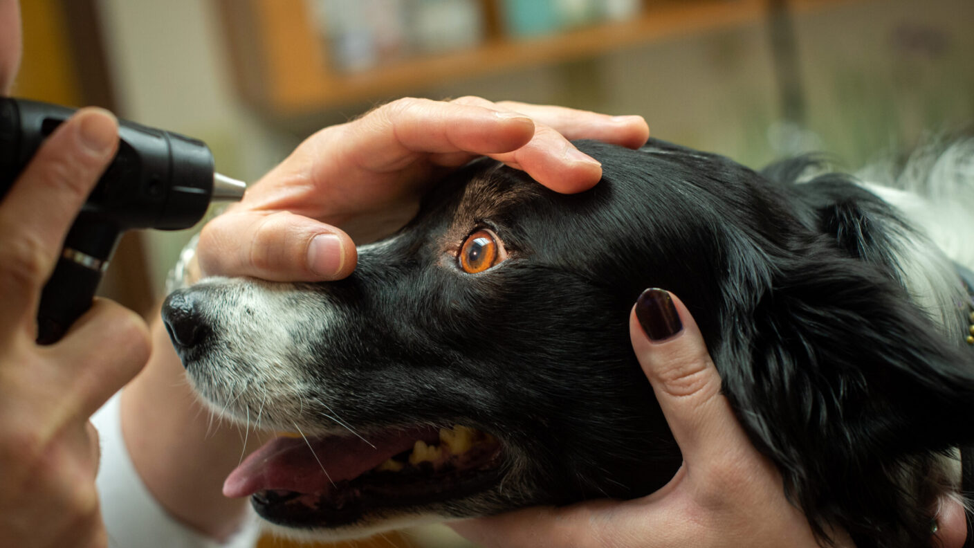 A dog gets an eye exam with an otoscope at a veterinary office.