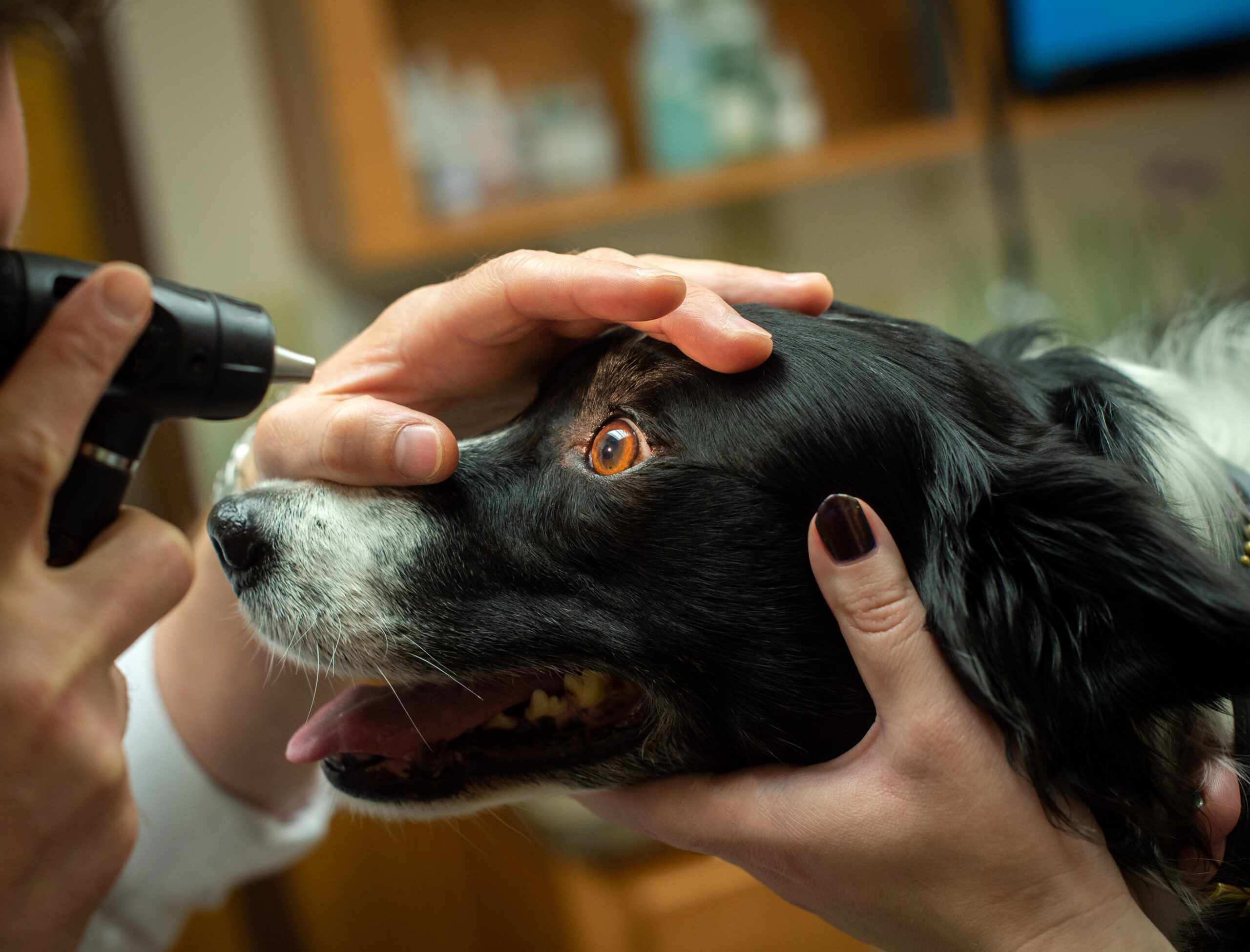 A dog gets an eye exam with an otoscope at a veterinary office.