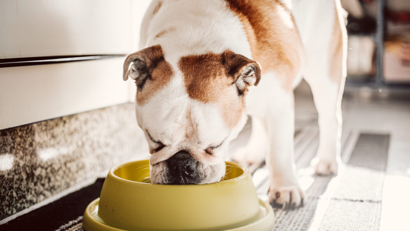 A photo of a dog eating from a bowl on the floor.