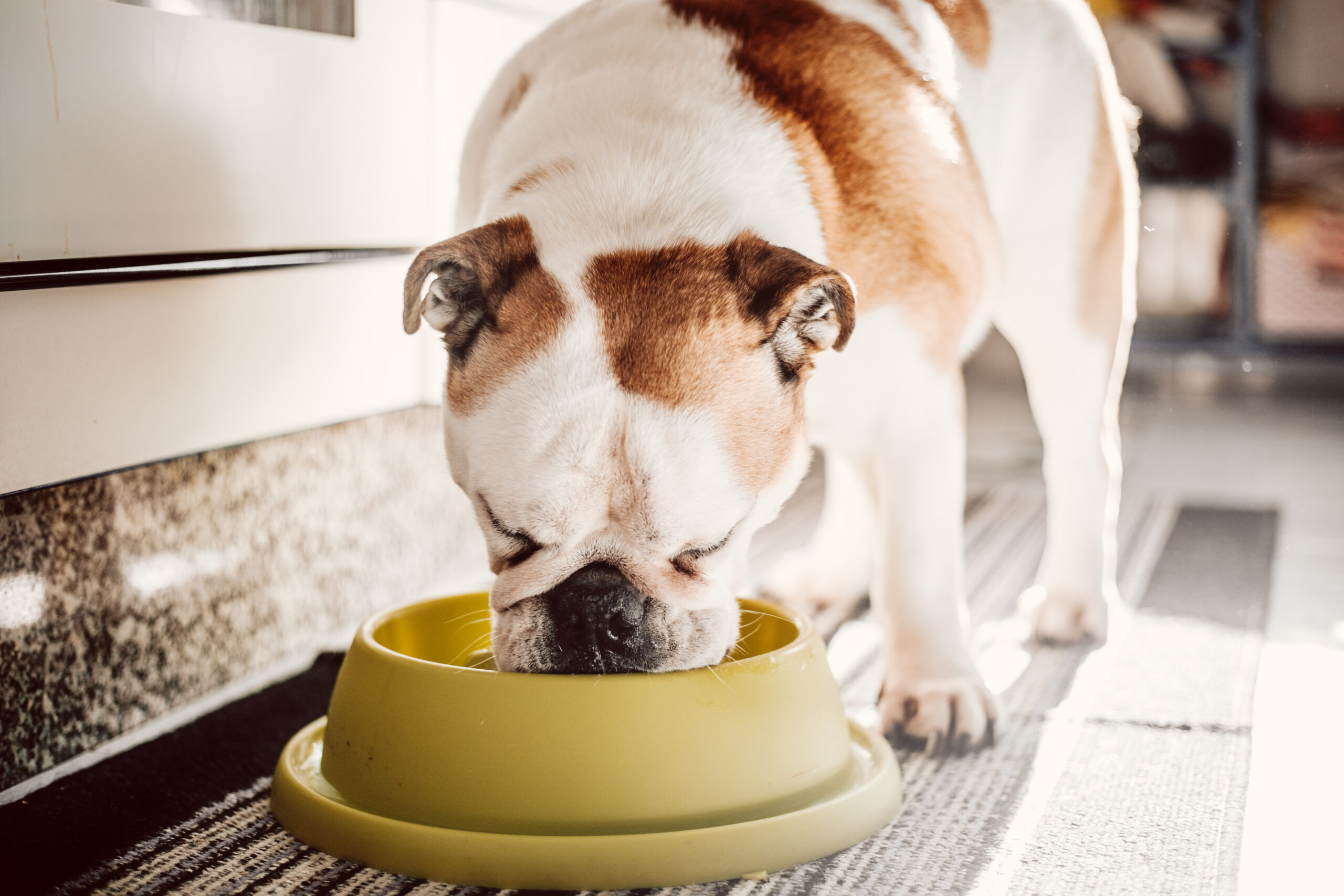 A photo of a dog eating from a bowl on the floor.