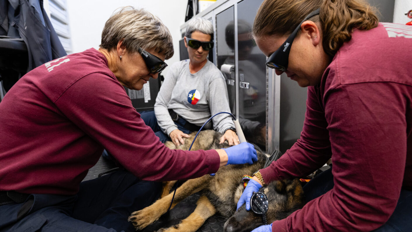 A photo of three women and a search dog while the dog is undergoing medical laser treatment for muscle soreness or injury.