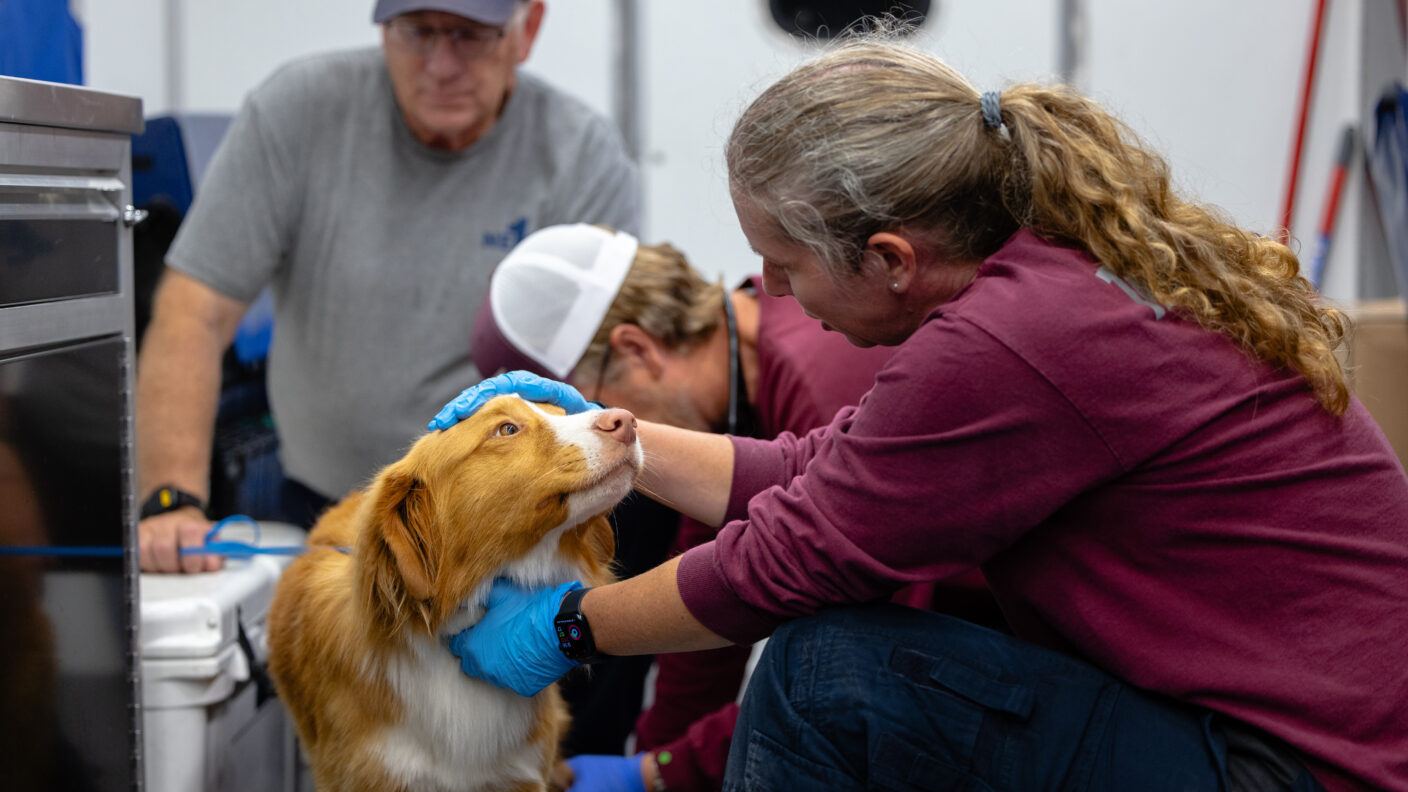 A woman pets a rescue dog